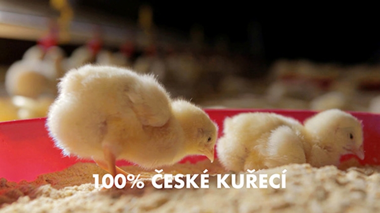 video_chicken.jpg